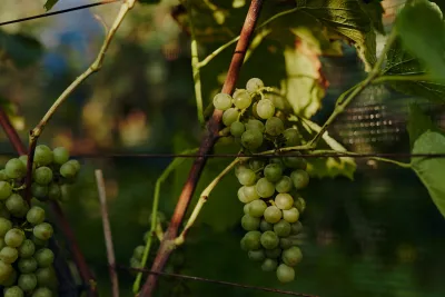 Wein Usedom – Galerie Bild 3 | Weingut Kühn & Hell, Welzin, Gemischter Satz