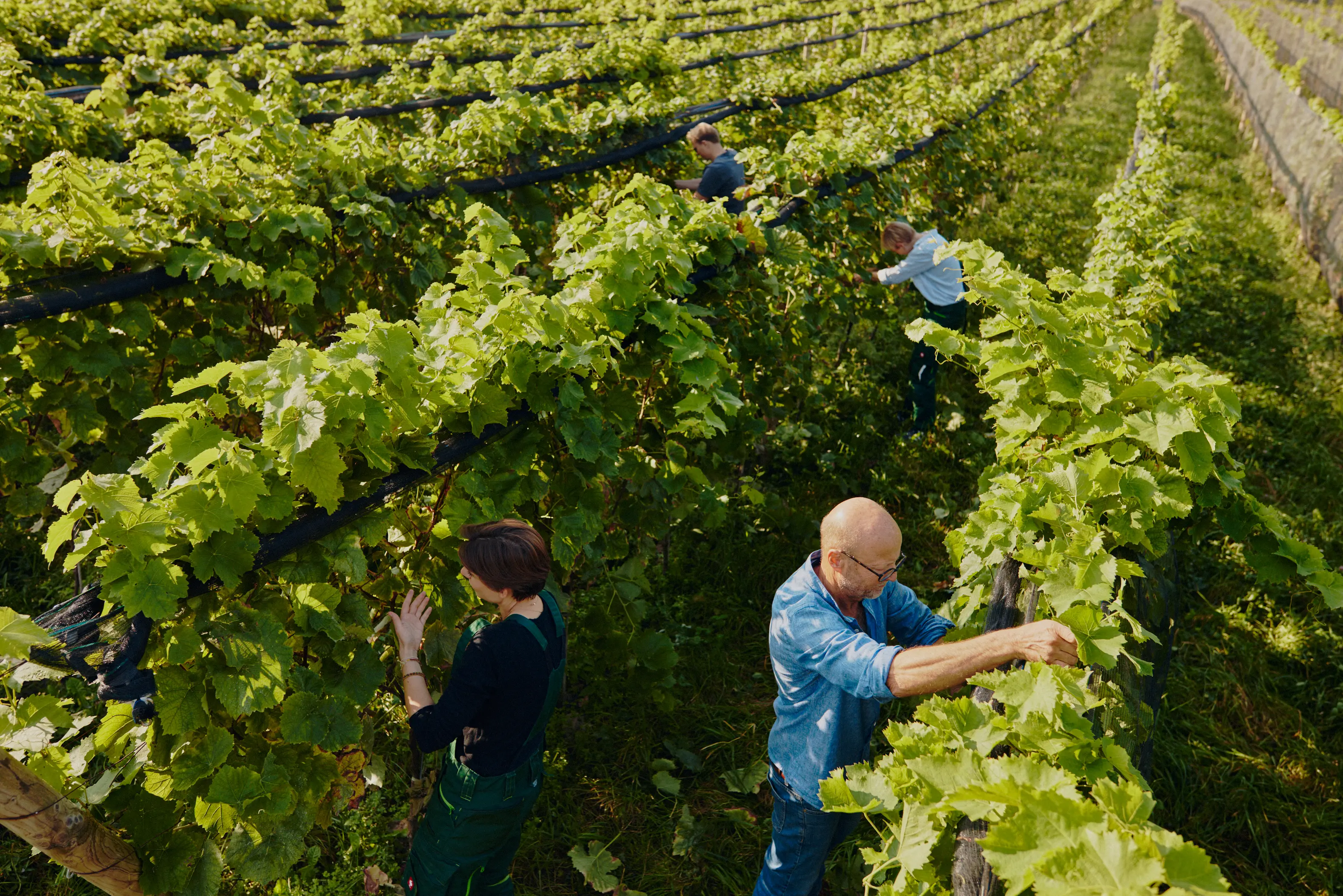 Wein Usedom – Galerie Bild 3 | Weingut Kühn & Hell, Welzin, Gemischter Satz
