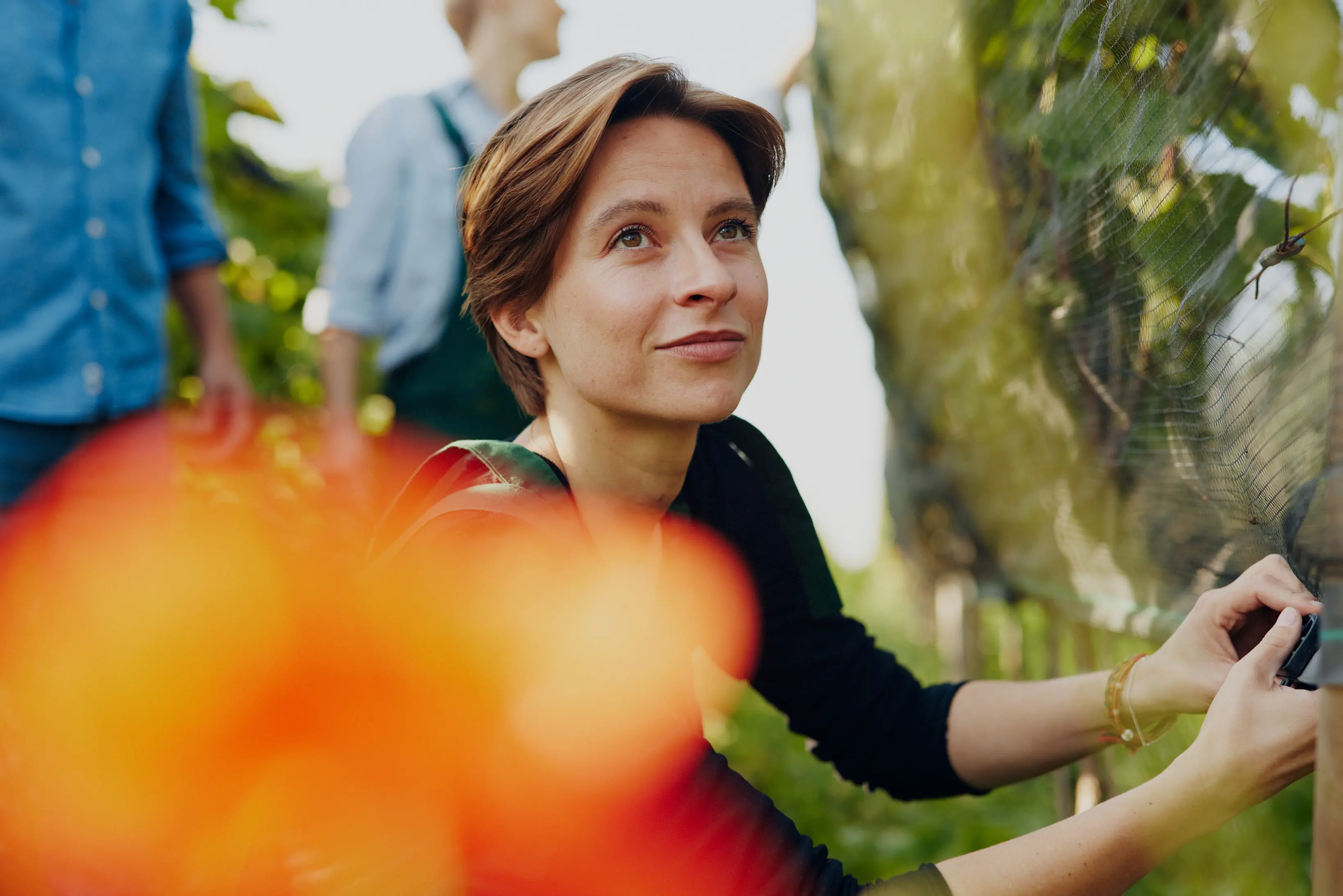 Weinreben auf Usedom – Weingut Kühn & Hell, Welzin